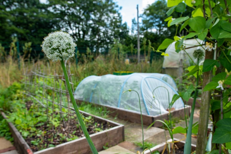Vegetable Garden
