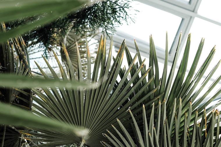 Tropical Oasis